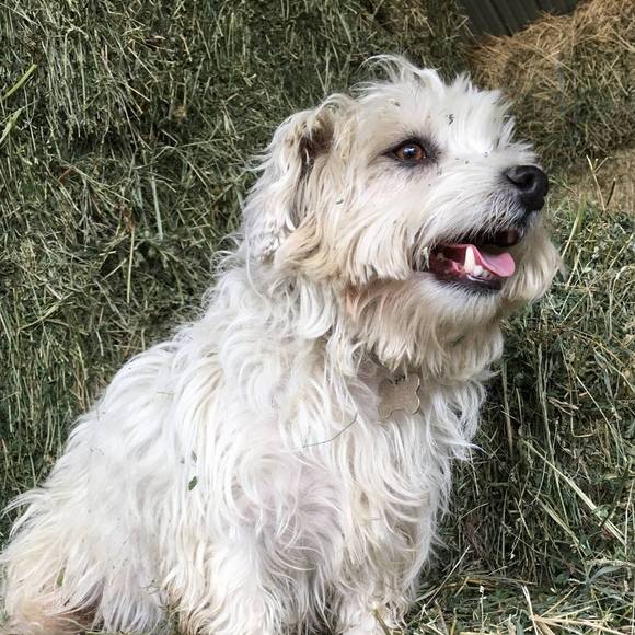 Meet your Posher, Alice - Picture 1 of 1